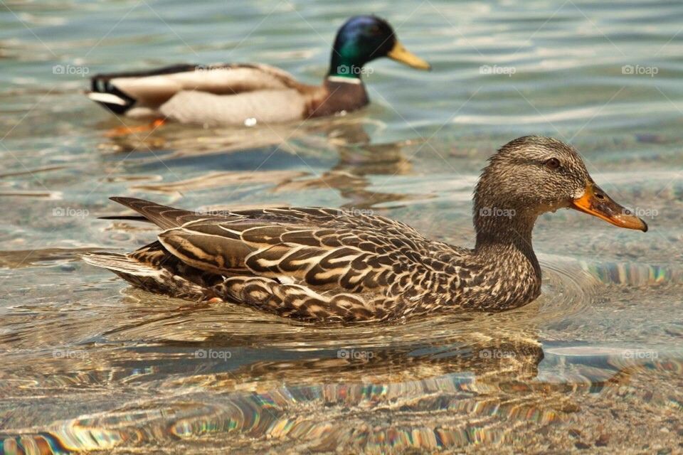Ducks
