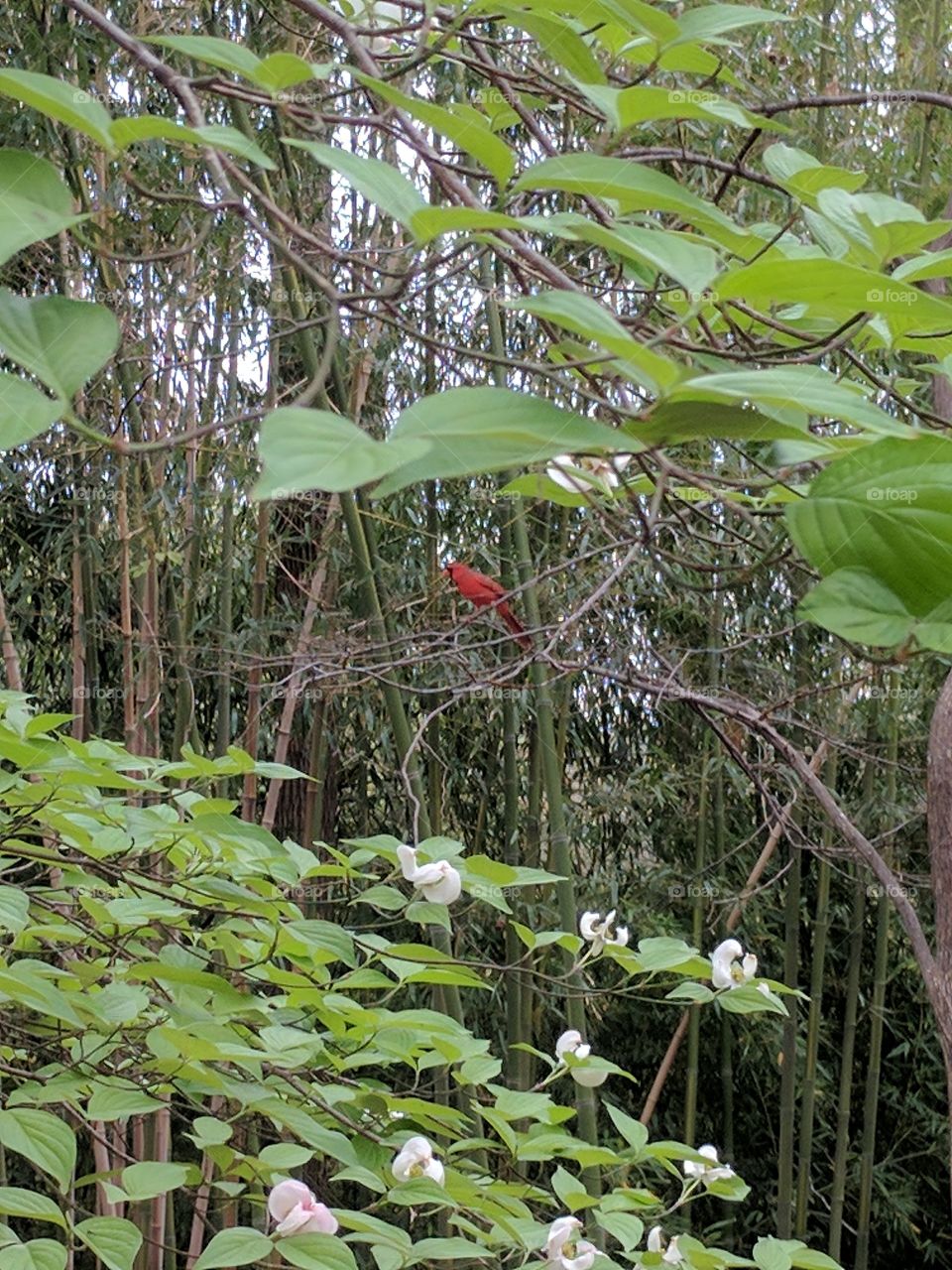 cardinal among the dogwoods
