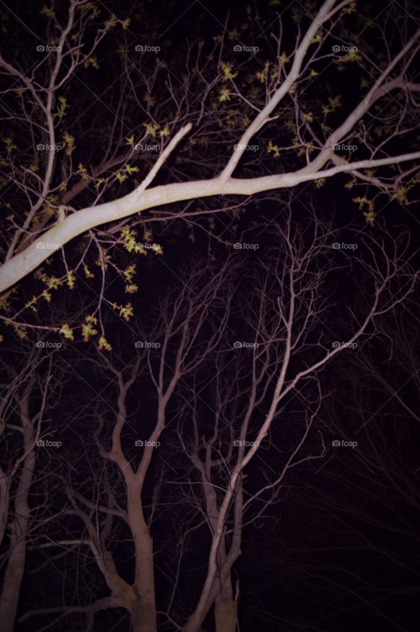 branches . Springtime Nights 