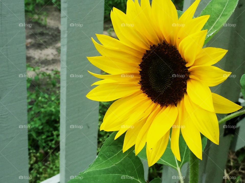 Sunflower with fence in background 