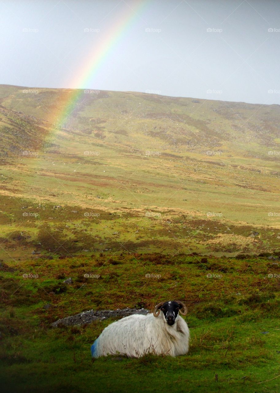 Views, landscape, animals, ram, horns, hills, raibown, grass, Ireland
