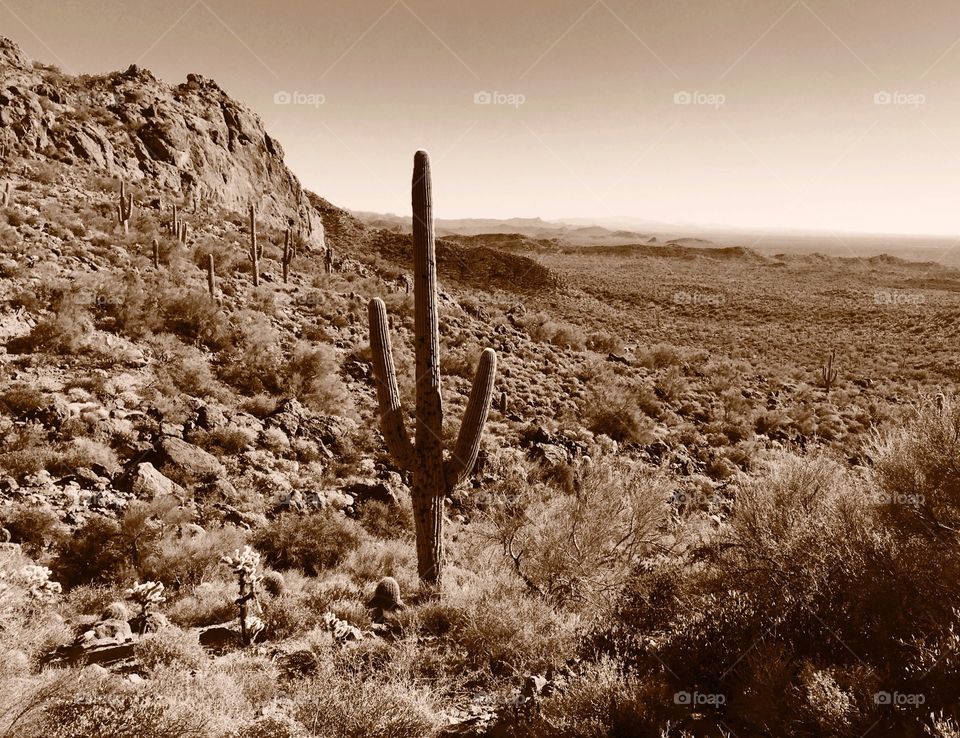 Saguaro in the desert. Saguaro cactus in the Superstition Mountains of Arizona.
