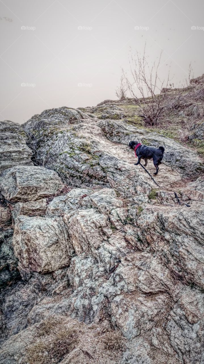 pug climbing rocks