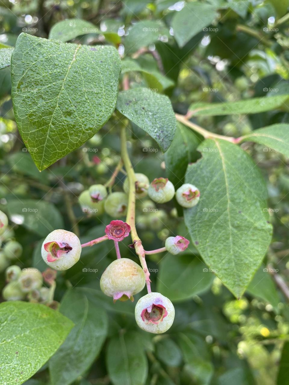 This image shows a cluster of blueberries at various stages of ripeness on the bush. The berries range from green (unripe) to pink (partially ripe) to dark blue (ripe). The leaves are a healthy green, indicating a well-maintained plant.