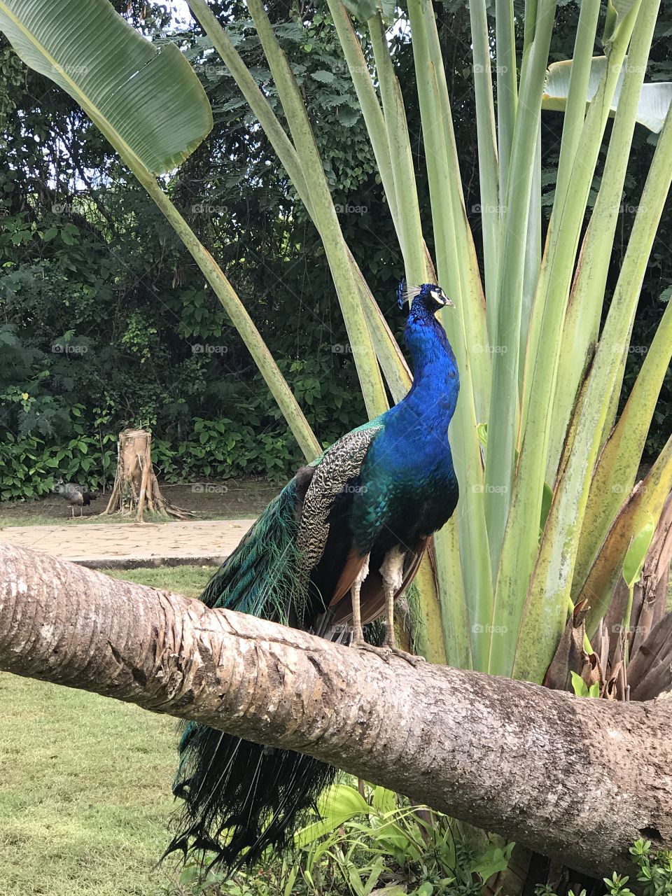 Peacock in the woods 