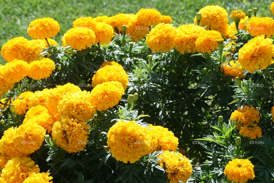 Yellow Mums