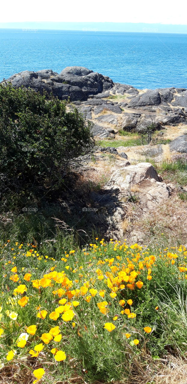 seaside on the Pacific rim Canada