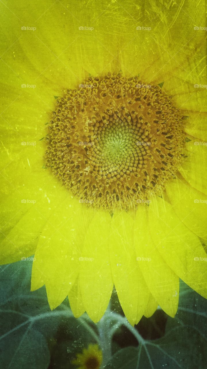 Sunflower Petals