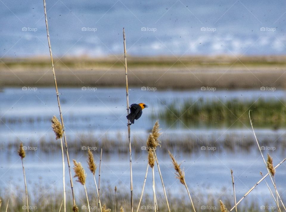 Yellow headed blackbird