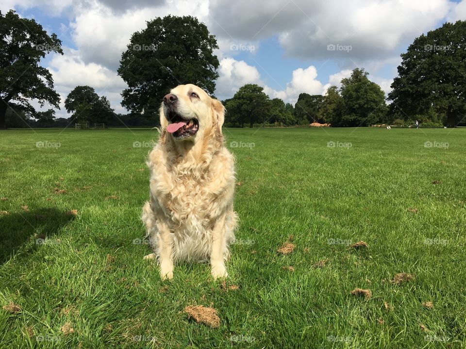 Grass, Dog, Hayfield, Lawn, Summer