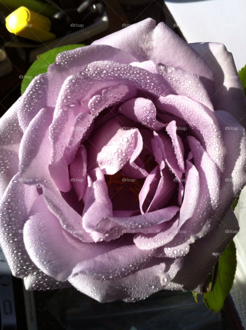 morning dew rose denmark by lolaanme