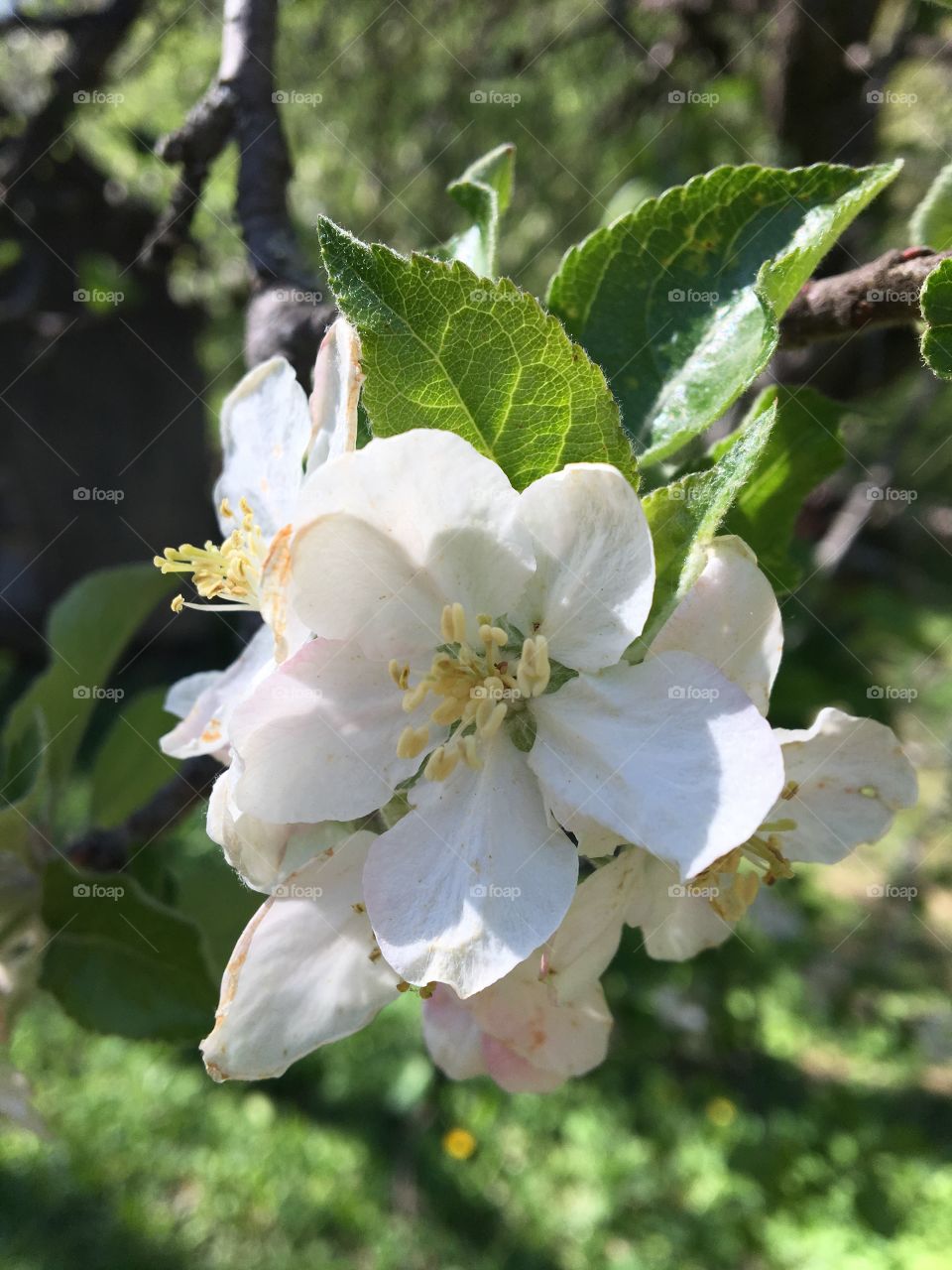 Apple Blossom