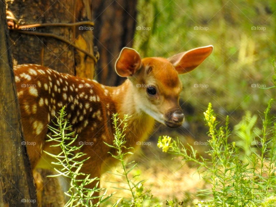 The Ussuri spotted fawns are timid, cautious, and quick.
