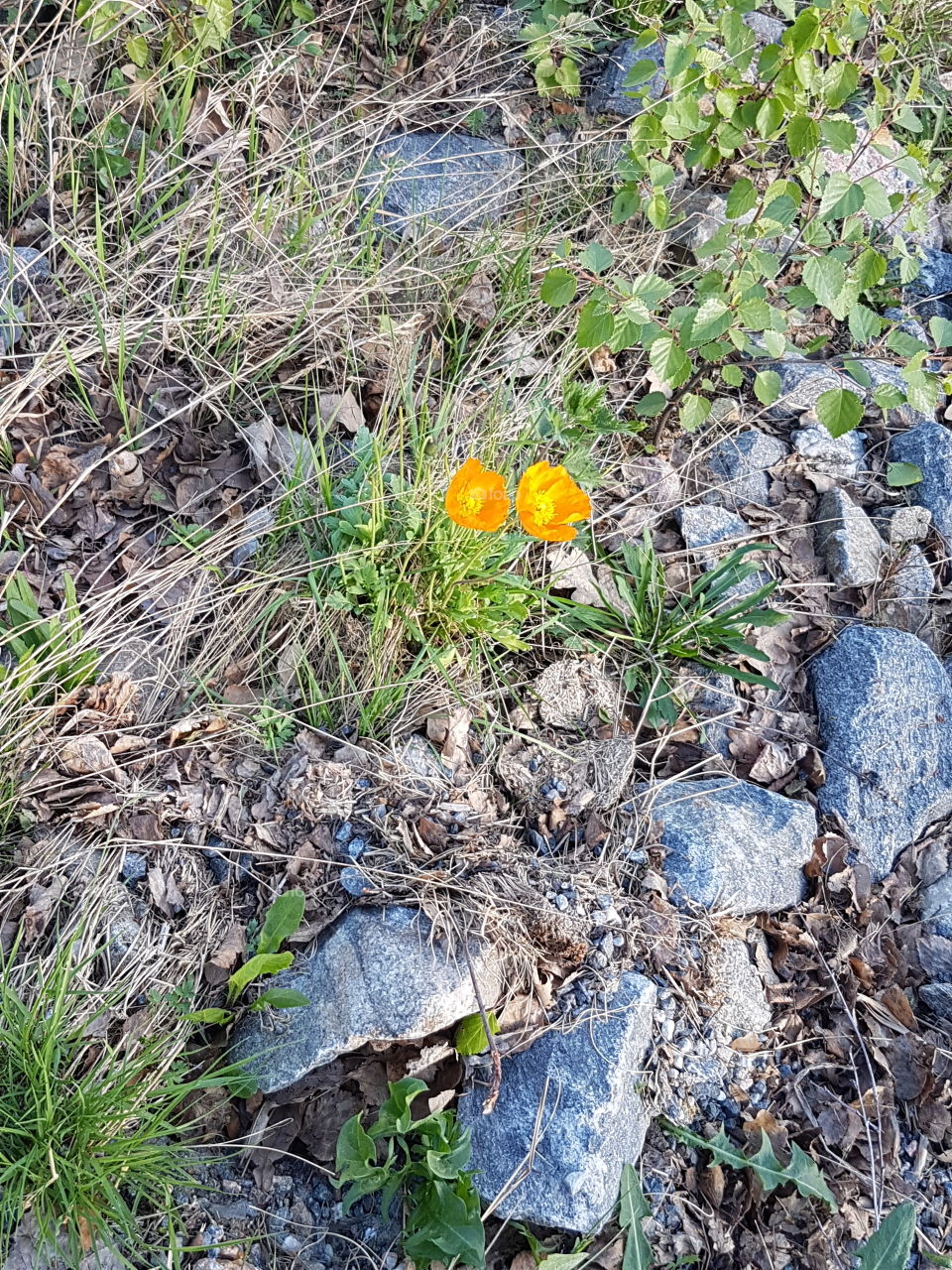 vilda små gula blommor