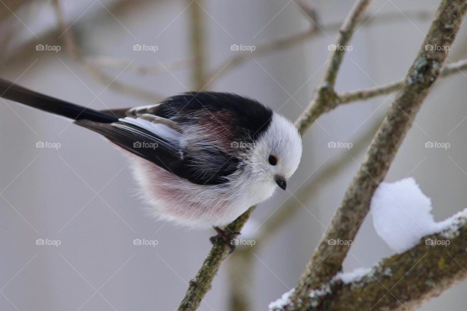 Long-tailed tit on branch 