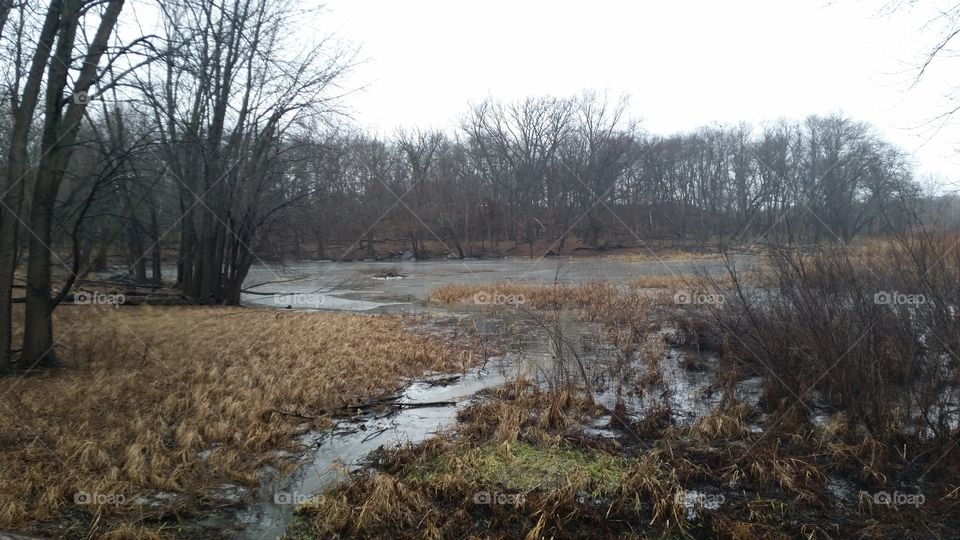 Beaver dam