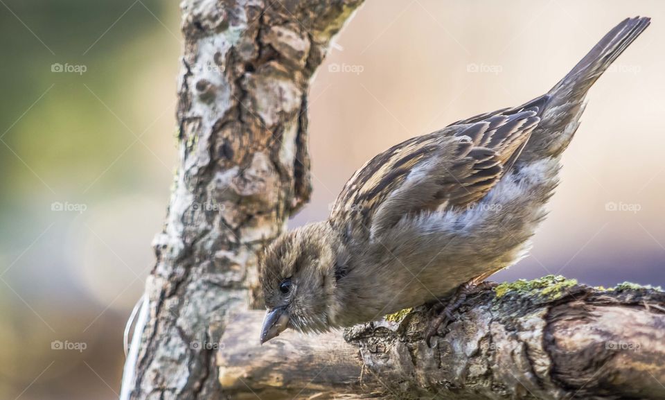 Bird, Wildlife, Nature, Animal, Outdoors