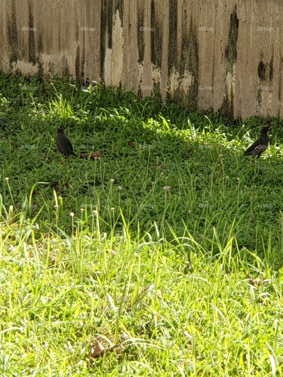 Birds, Trees, Grass