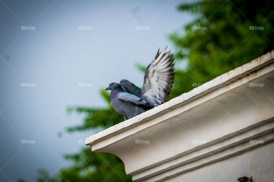 pigeons making love in the evening