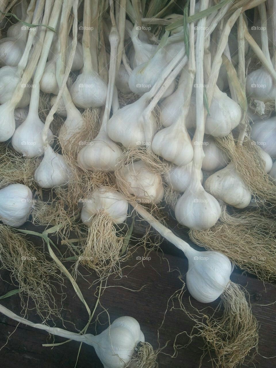 Garlic