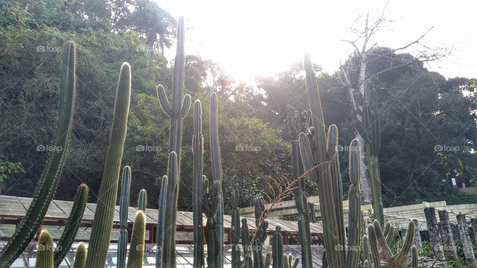 Botanical Garden of Rio de Janeiro 🌵
