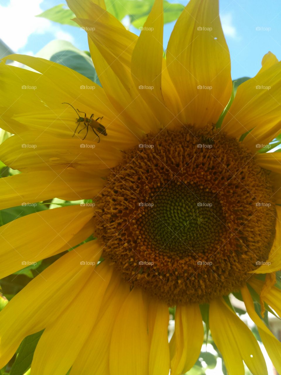 sunflower and pollinator friends