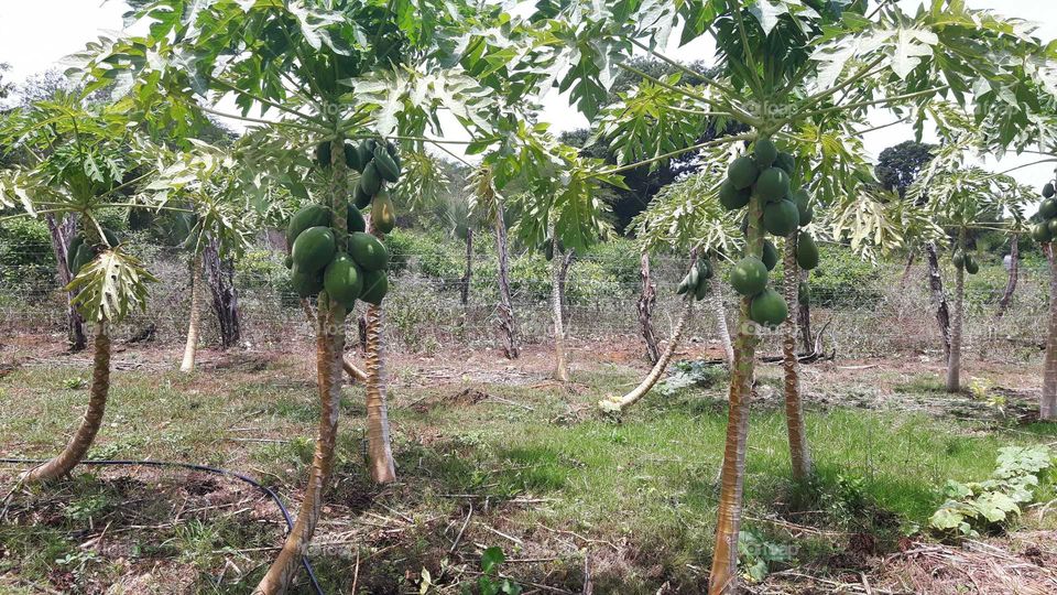 papayas