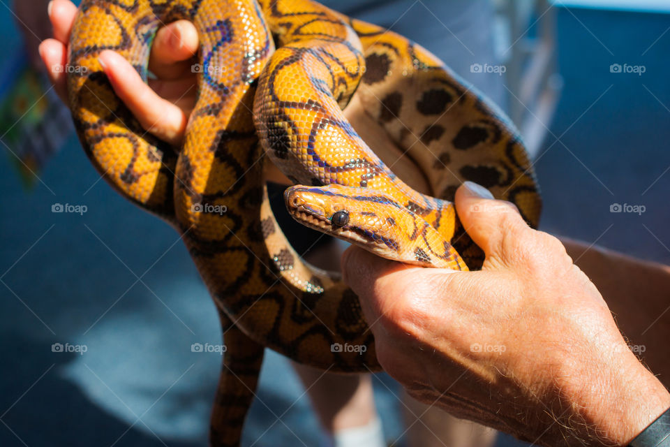 Man Holding a Rainbow Boa Constrictor Snake in His Hands