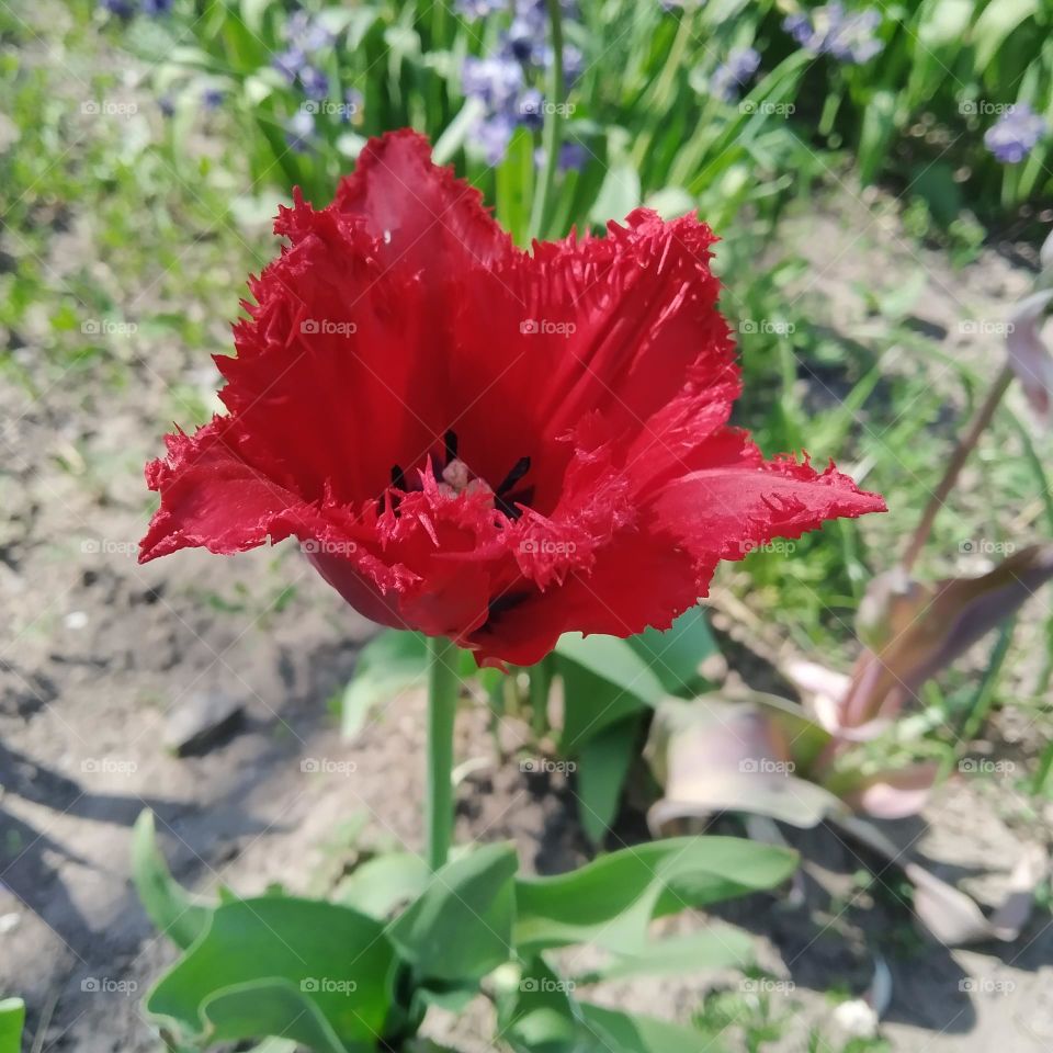 red tulips