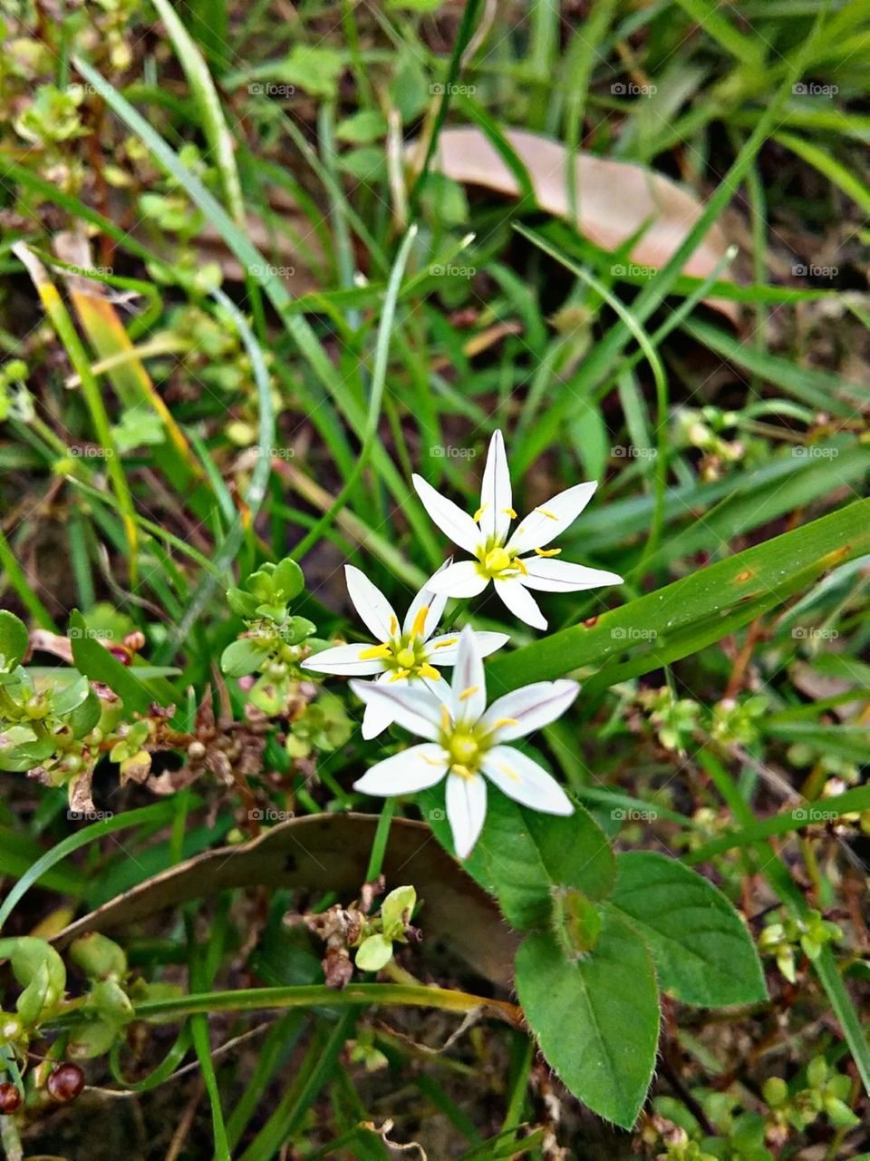 Pequeninas e quase invisíveis pra quem nada observa.