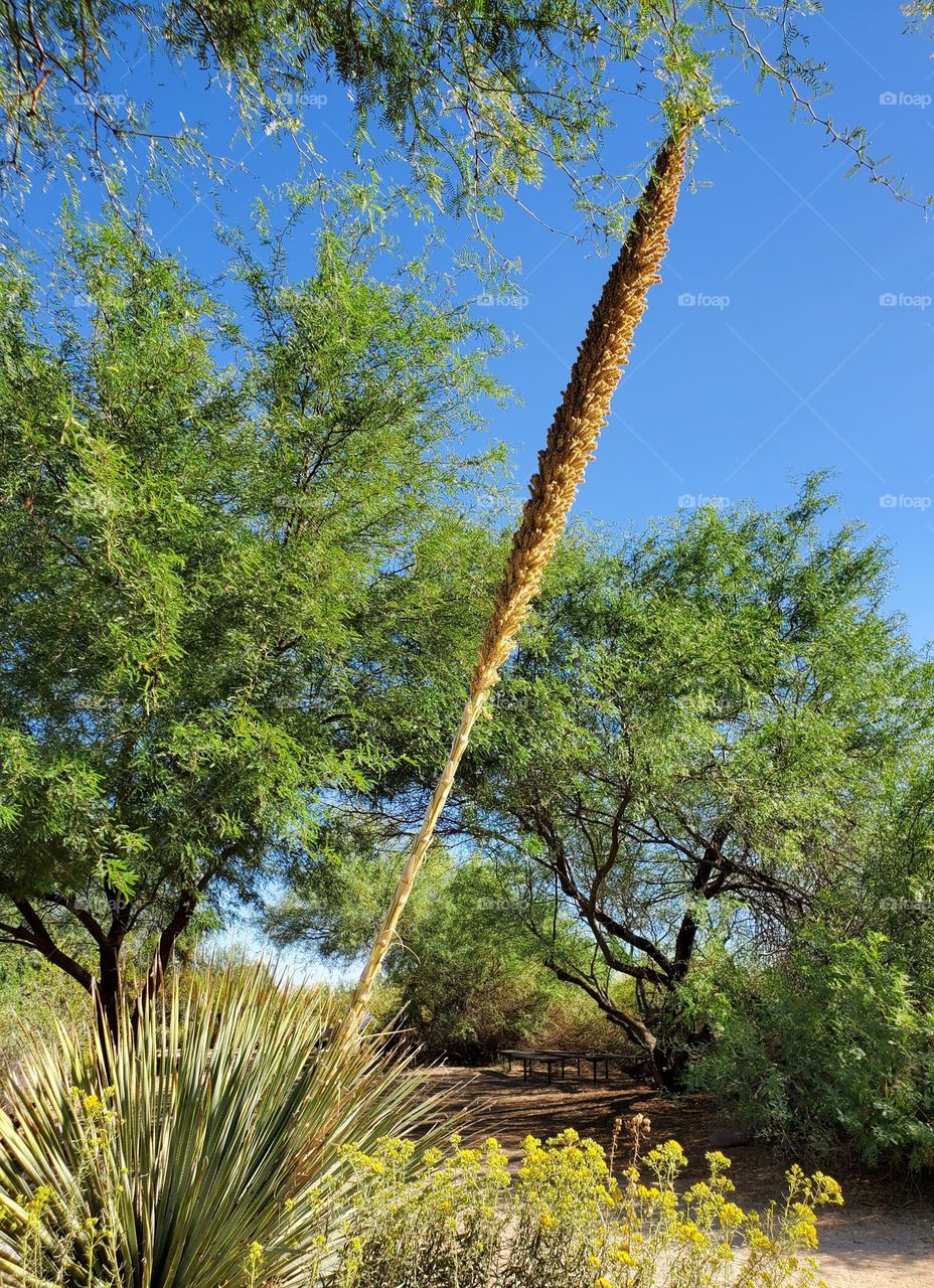 Yucca Plant in Arizona Desert
