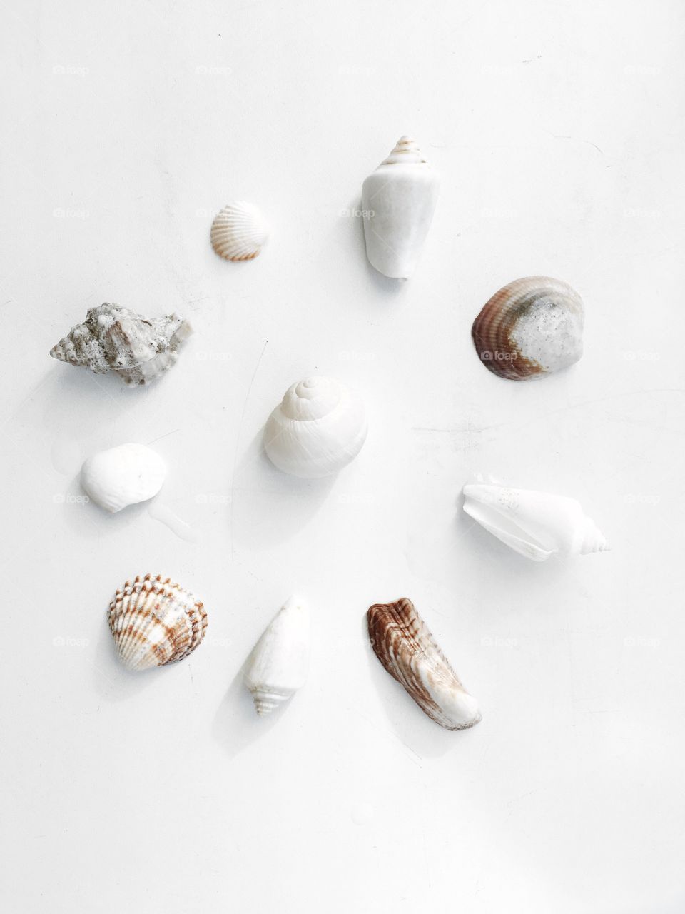 Seashells on white 