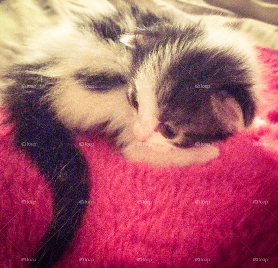 B & W Kitten on pink pillow 