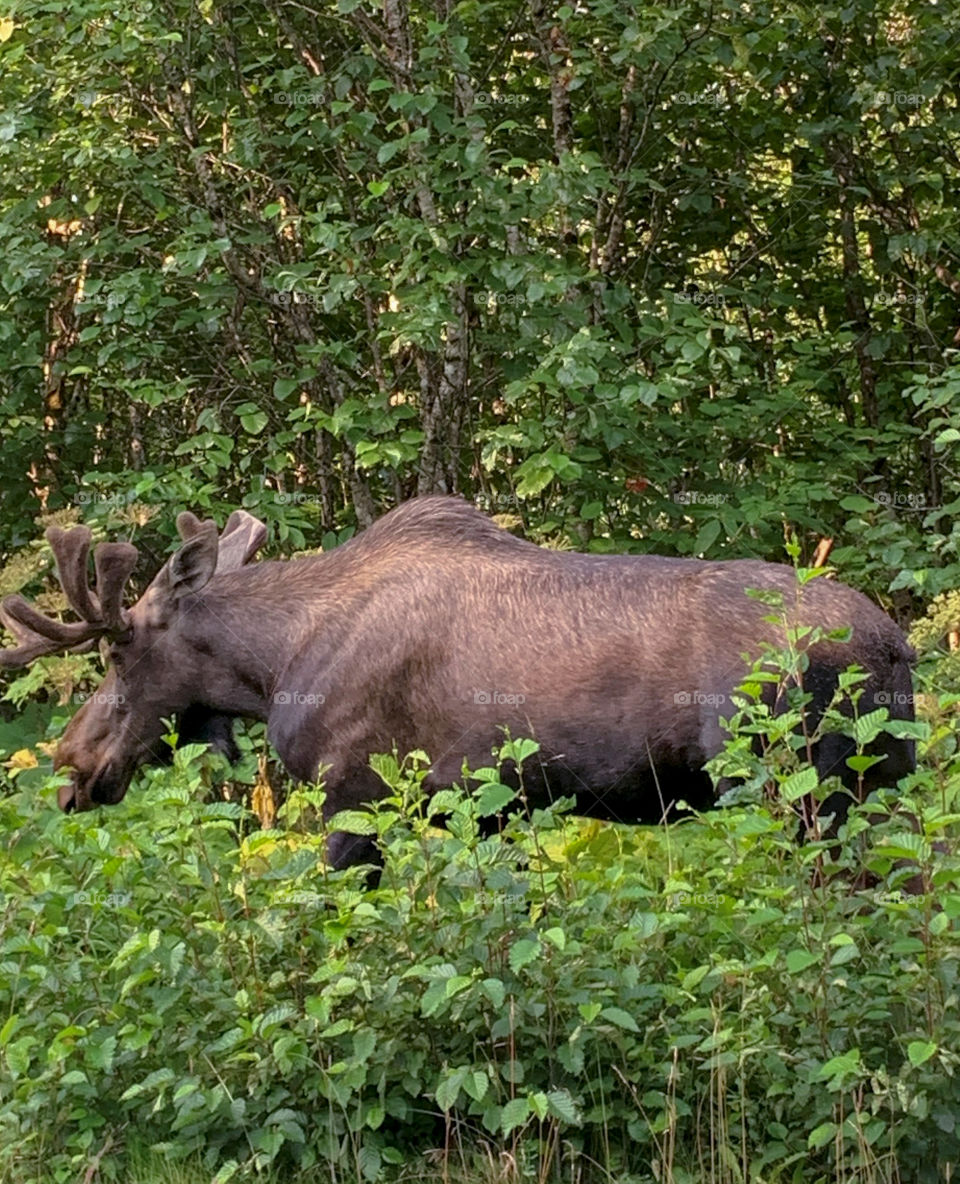 Spring moose 