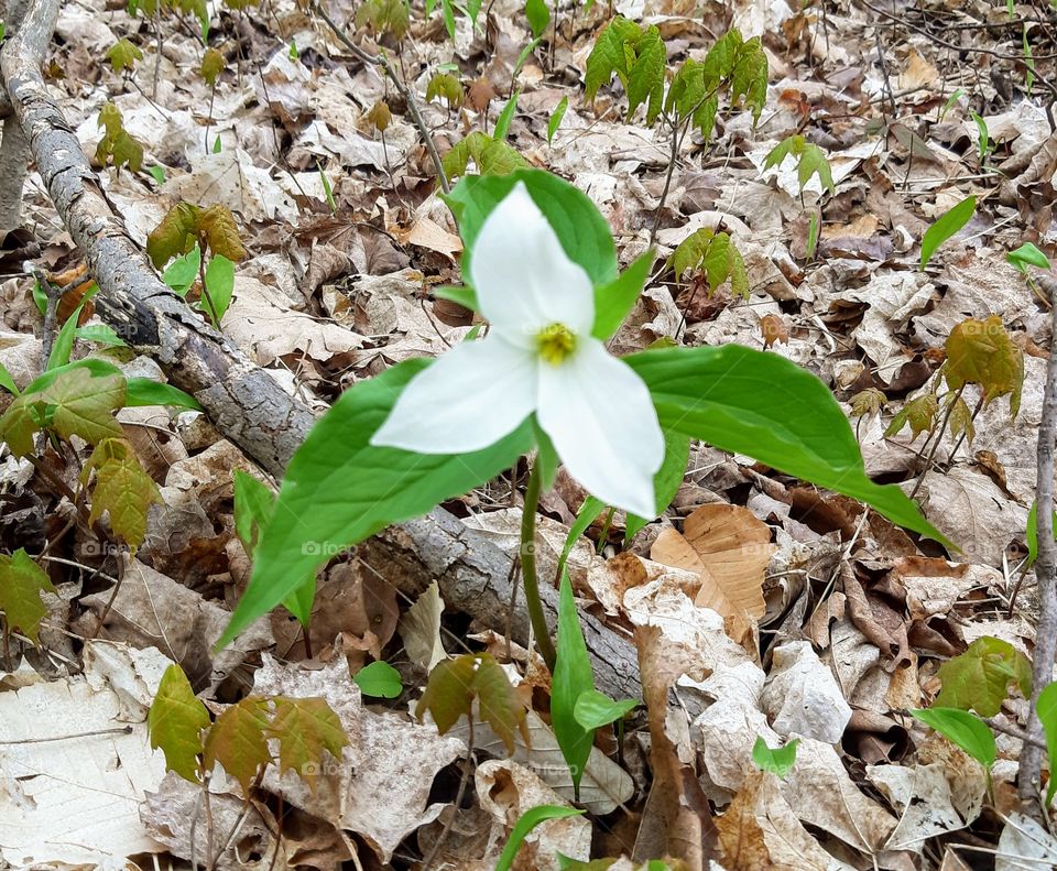 ontario trillium spring