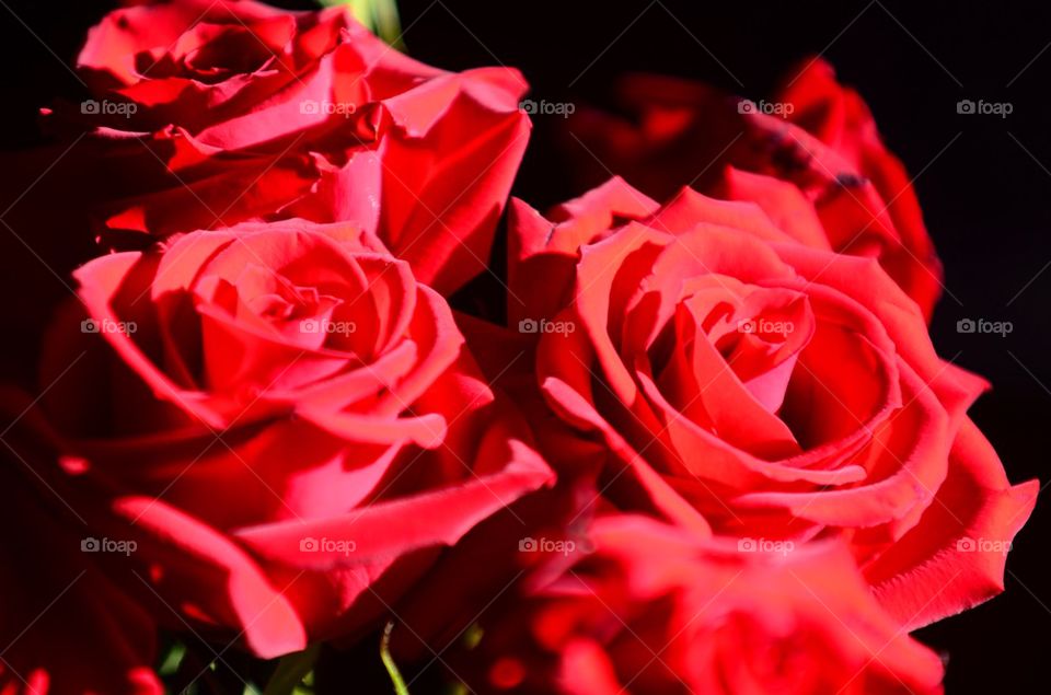 Red Rose Regala