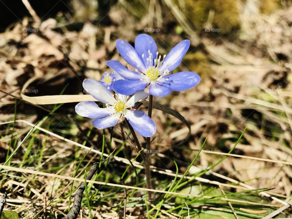 The first common hepatica in the spring 