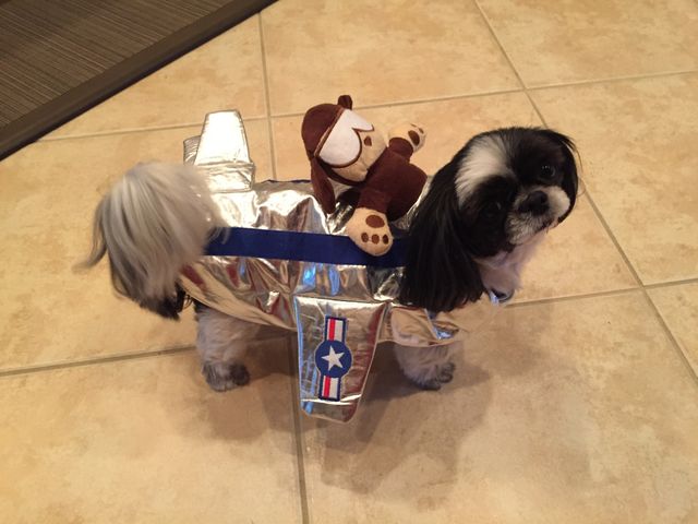 Halloween dog 