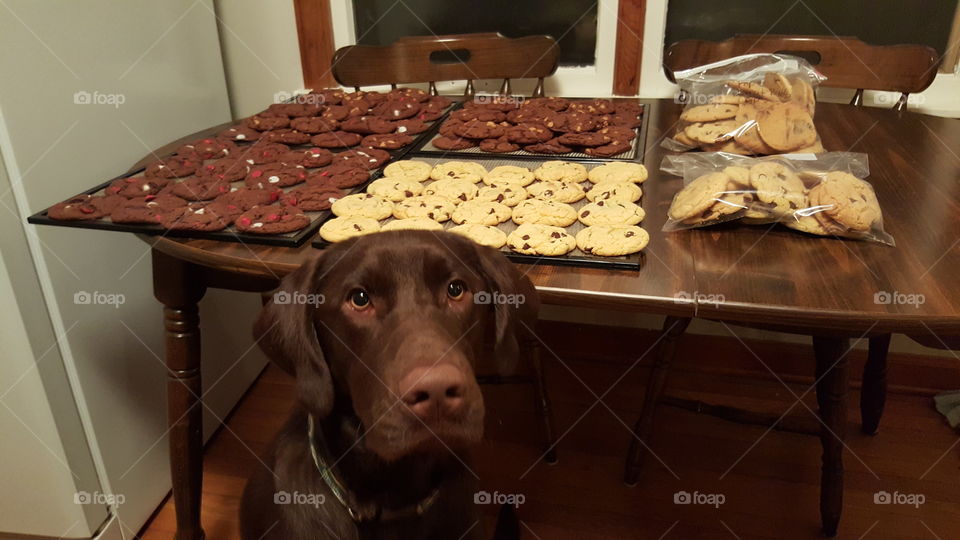 Chocolate Lab assisting with a cookie photo opportunity