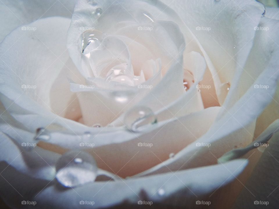 Water droplets on a rose