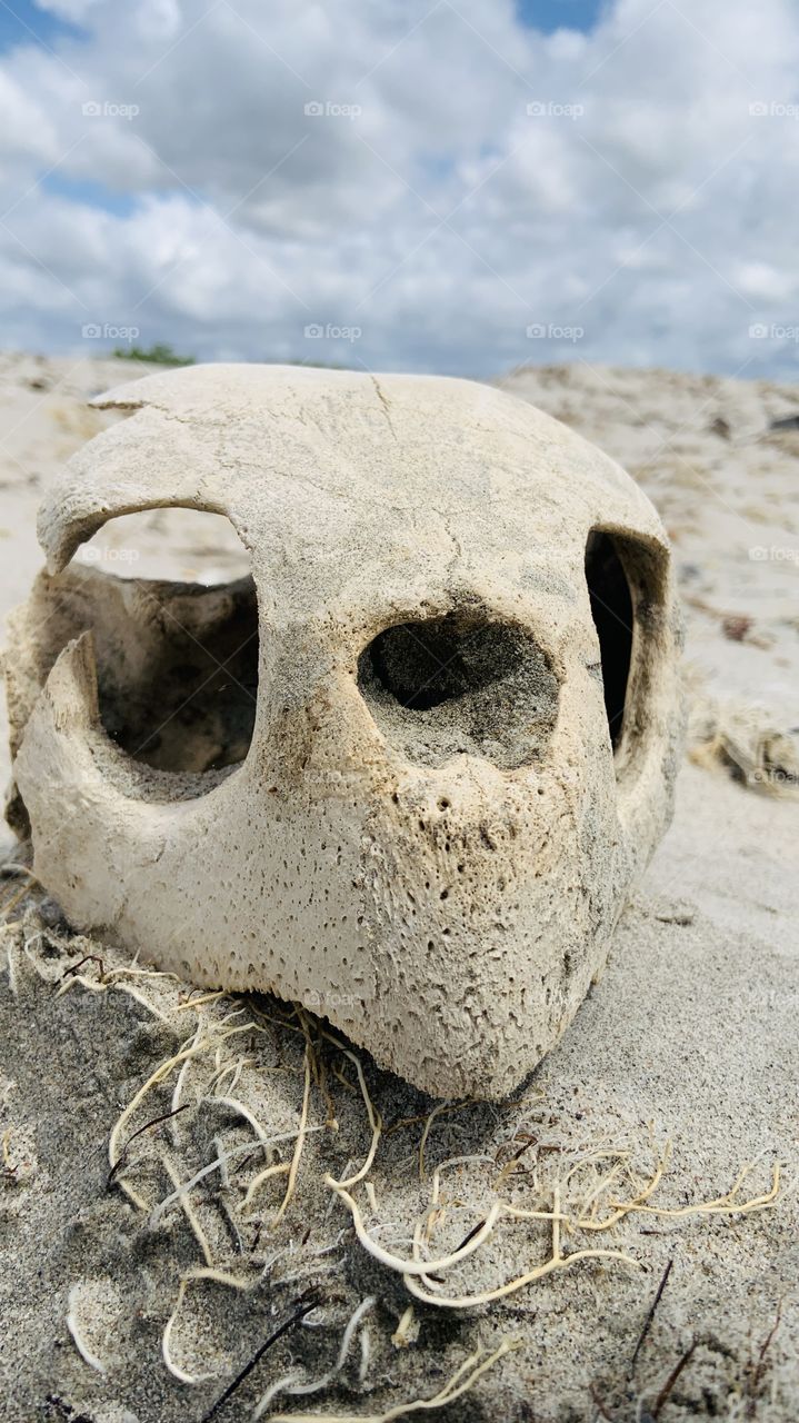 Turtle head bones in desert beach 