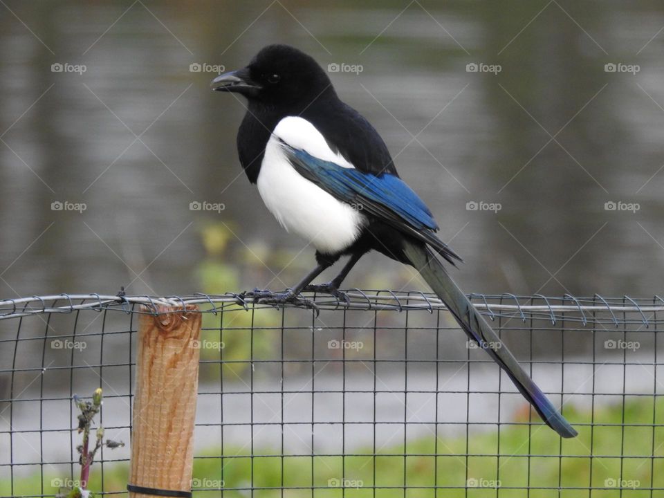 A magpie on a fence
