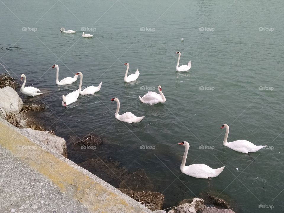 swans looking for food photographed at caorle venice italy harbour entrance