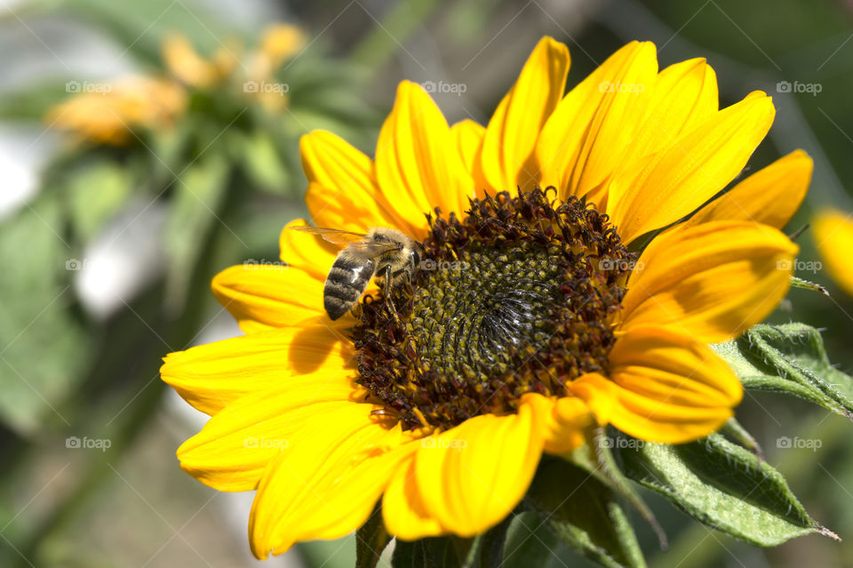 Sunflower in the garden