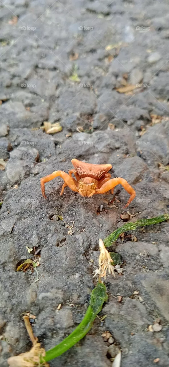 A spider  walking on road, it isliye
 orange color and have a two claws. photo shoot at thu, 13 april, 2023 ,2:41 pm, lucknow uttar pradesh india.