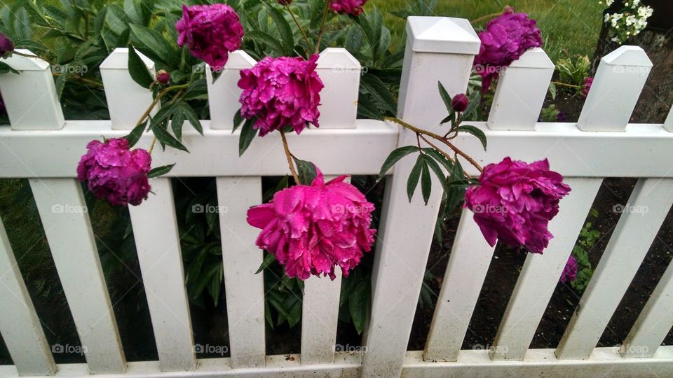 peonies and fence