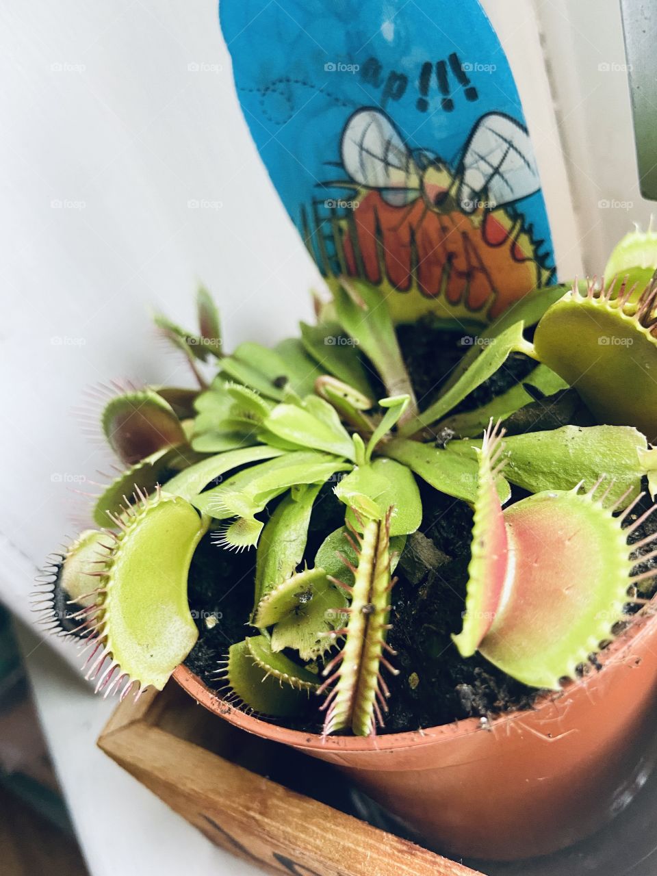 Venus Flyrap 🌱