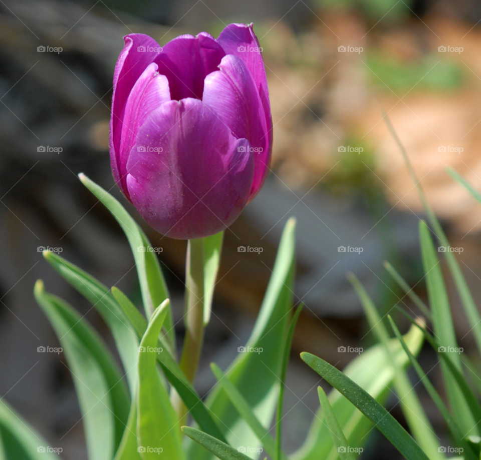 flower purple tulip violet by lightanddrawing