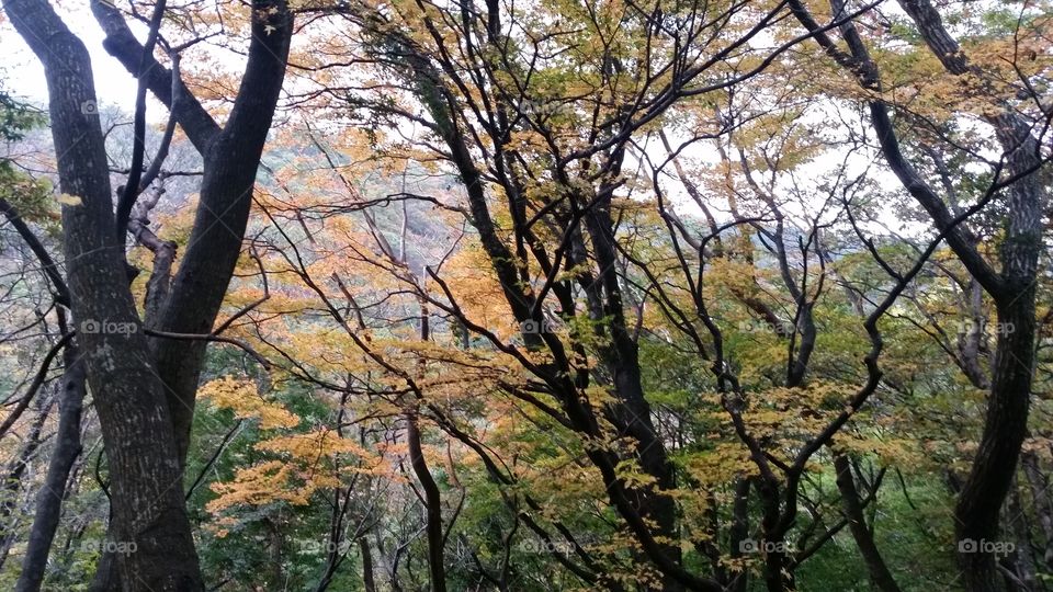 Fall forest. 
Jeju Island, South Korea.
