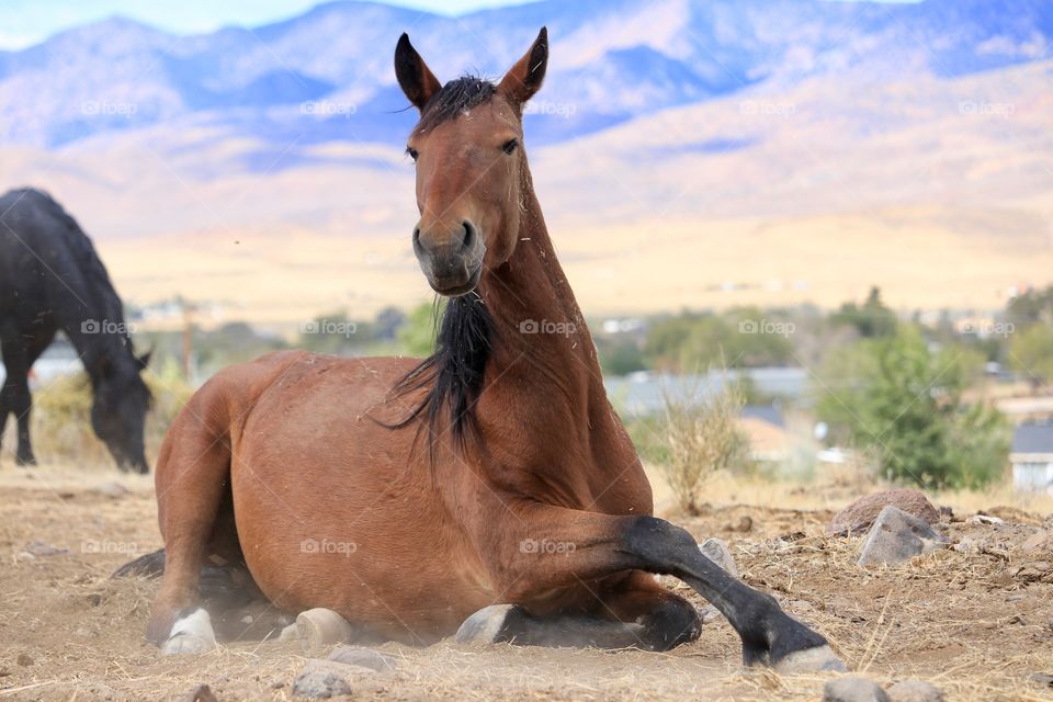 American wild mustang horse lying down facing camera 